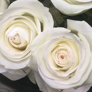 Meet your Posher, Krissy